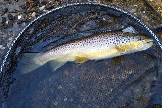 Ouverture de la pêche de la truite : rendez-vous le samedi 12 mars 2022 !