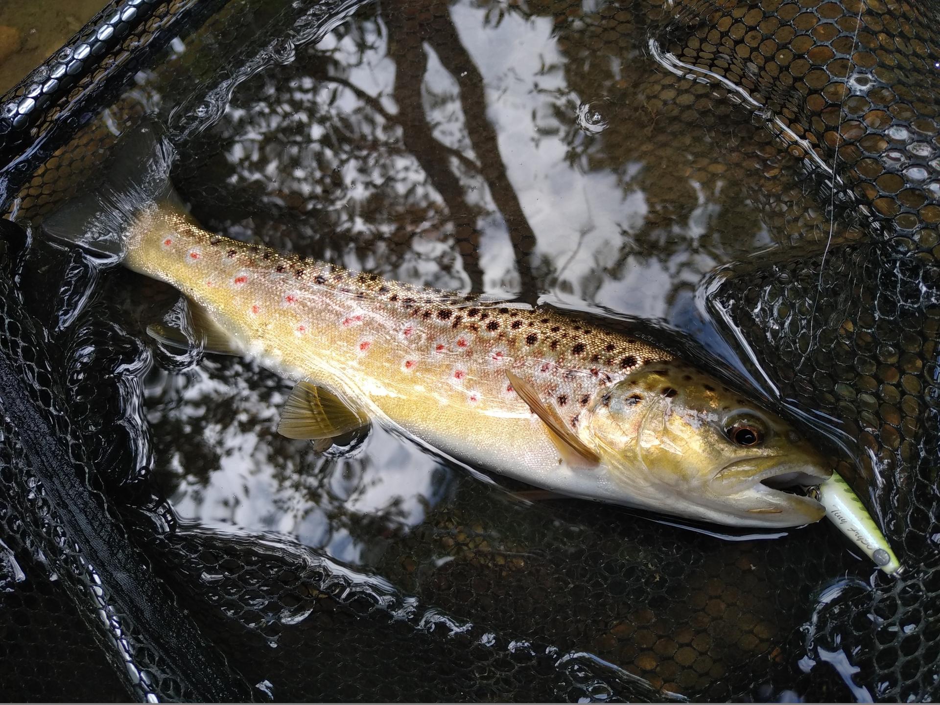 Ouverture De La Peche De La Truite Rendez Vous Le Samedi 13 Mars 2021 Federation De Peche De L Aisne