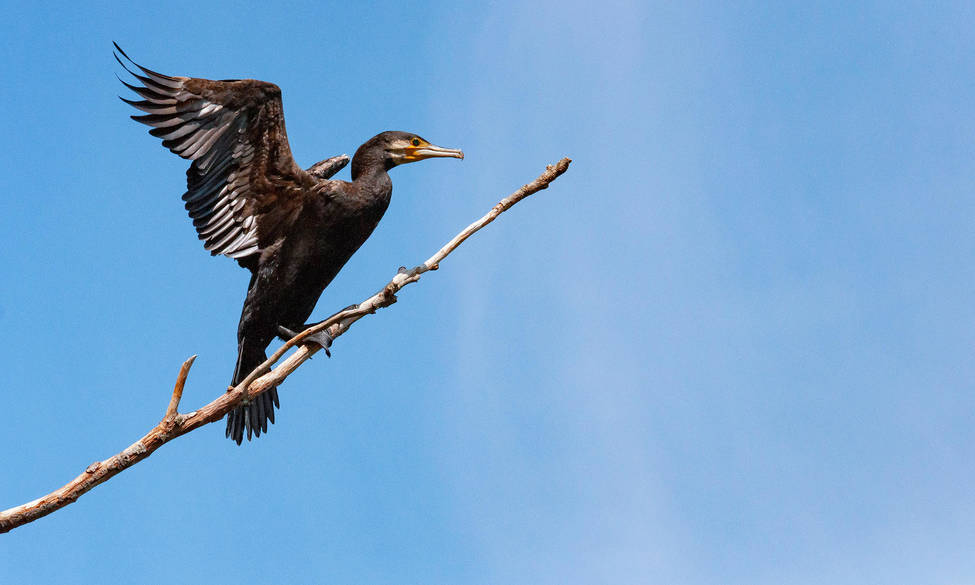 Campagne de régulation du Grand Cormoran
