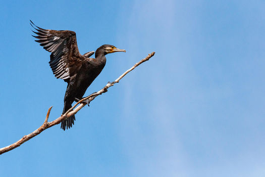 Campagne de régulation du Grand Cormoran