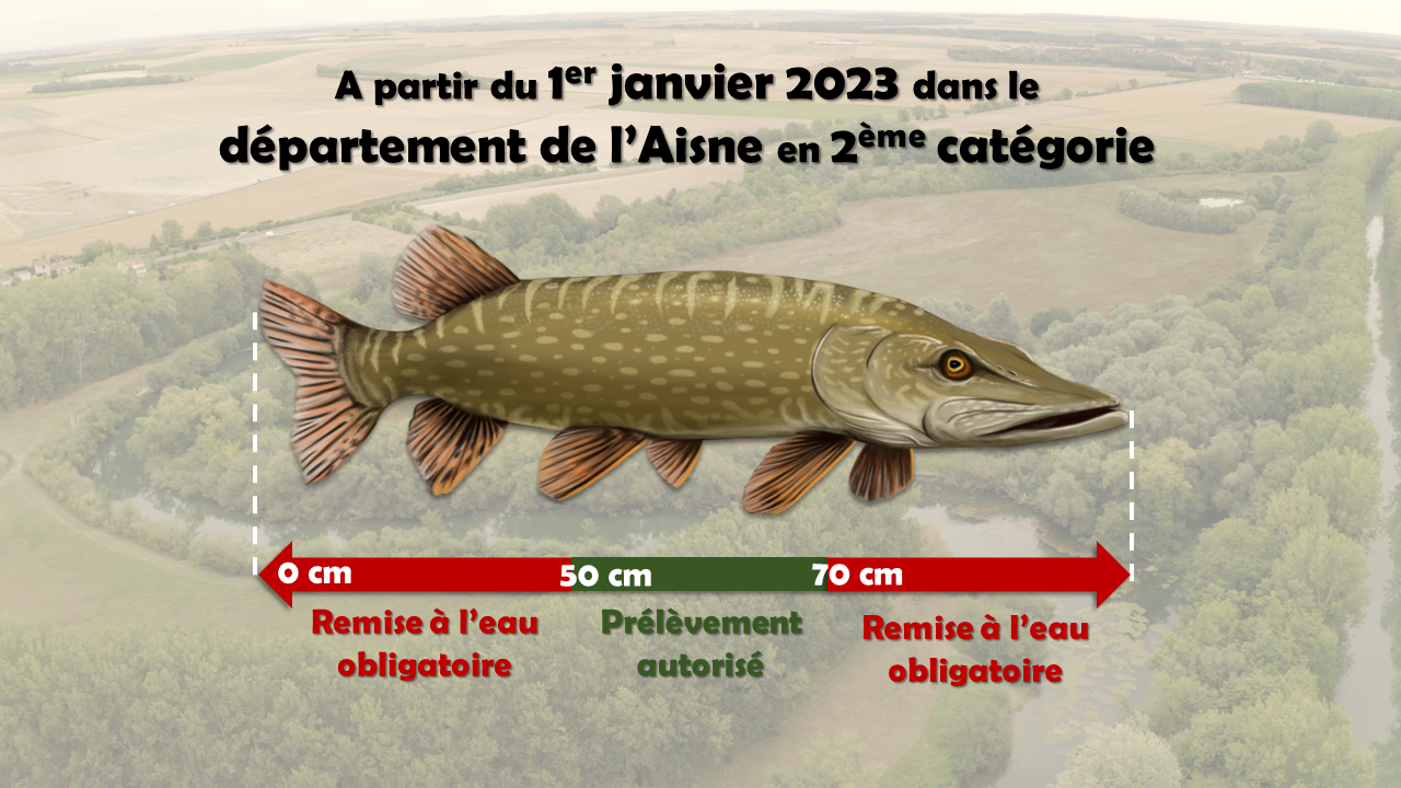 L'ouverture de la pêche du brochet en 2ème catégorie, c'est le samedi 24  avril - Fédération de Pêche de l'Allier