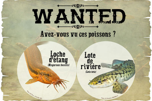 Avis de recherche sur deux espèces de poissons !